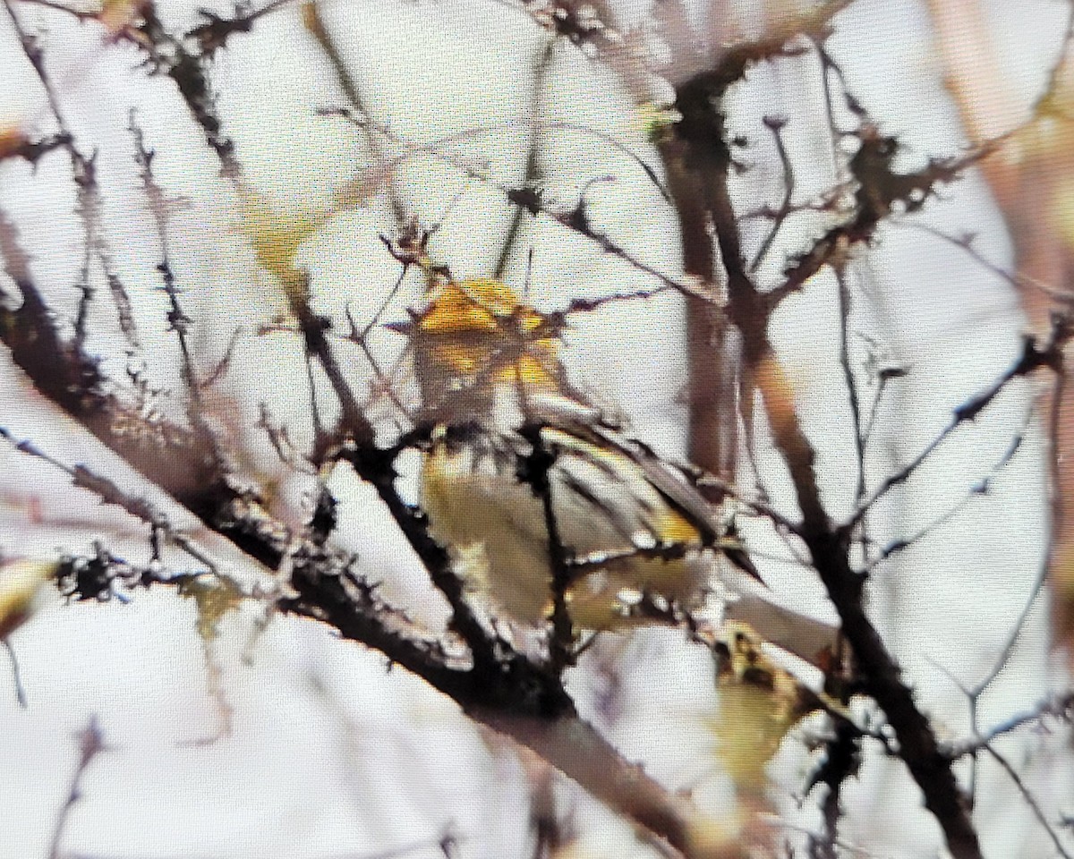 Black-throated Green Warbler - Jennyfer Bezeau