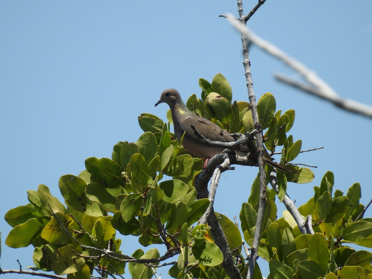 Mourning Dove - Nicolás Díaz Pérez