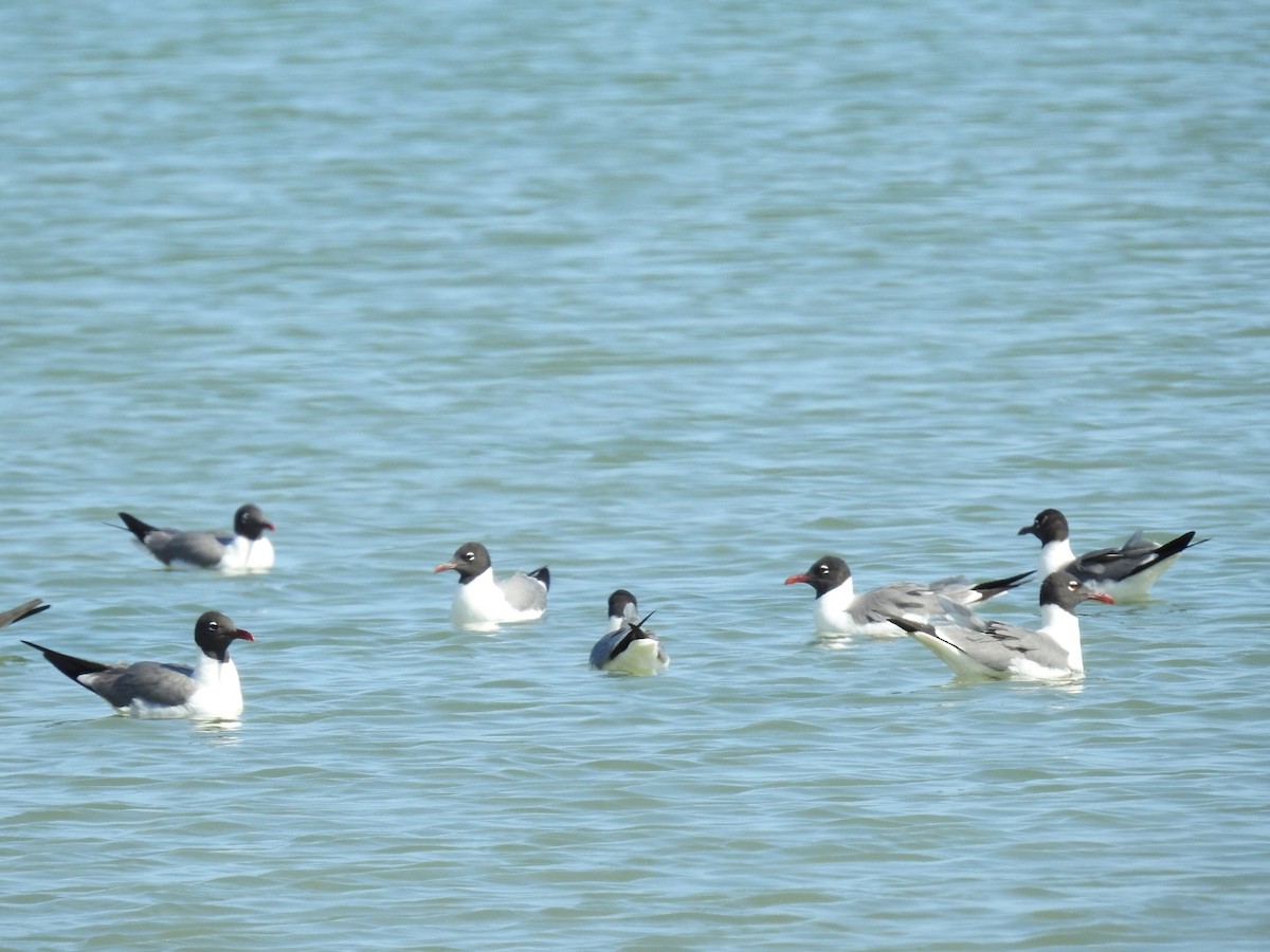 Laughing Gull - Nicolás Díaz Pérez