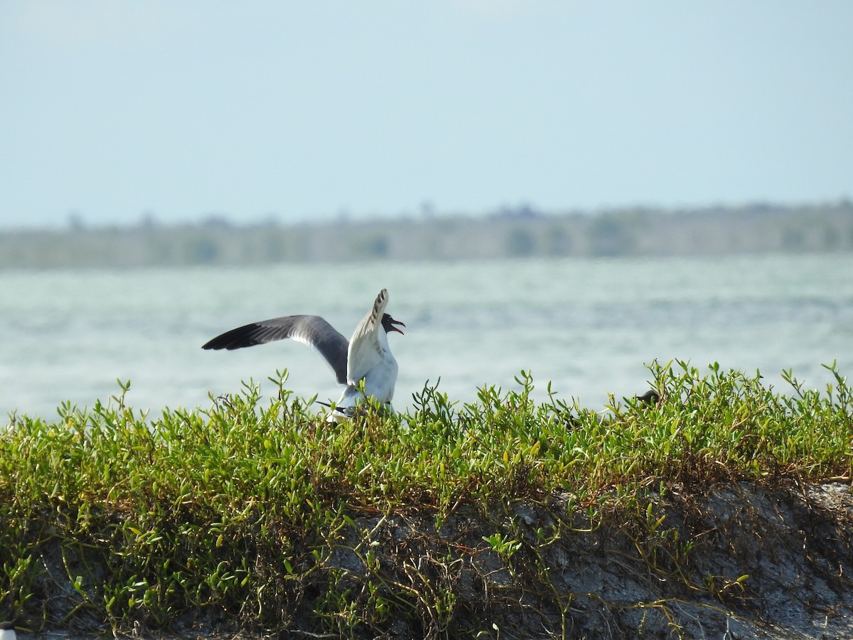 Laughing Gull - Nicolás Díaz Pérez