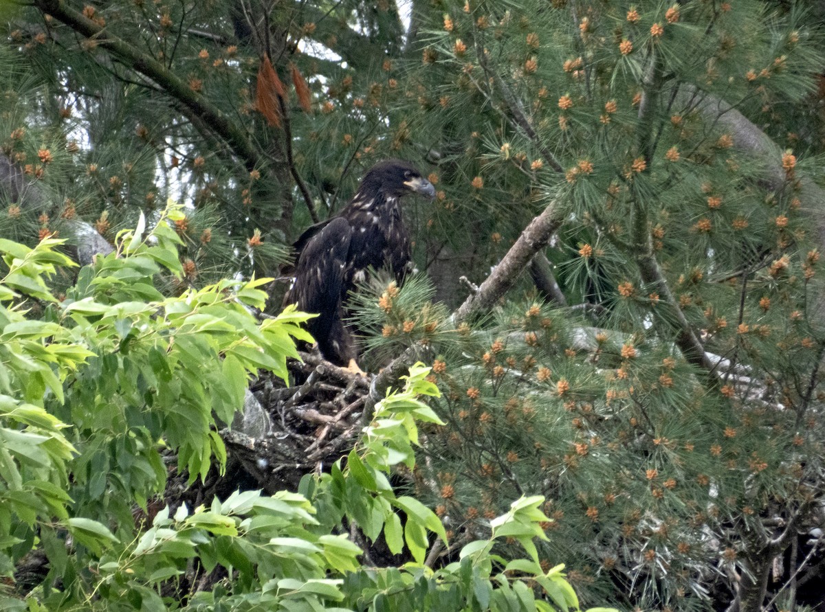 Bald Eagle - James R. Hill, III