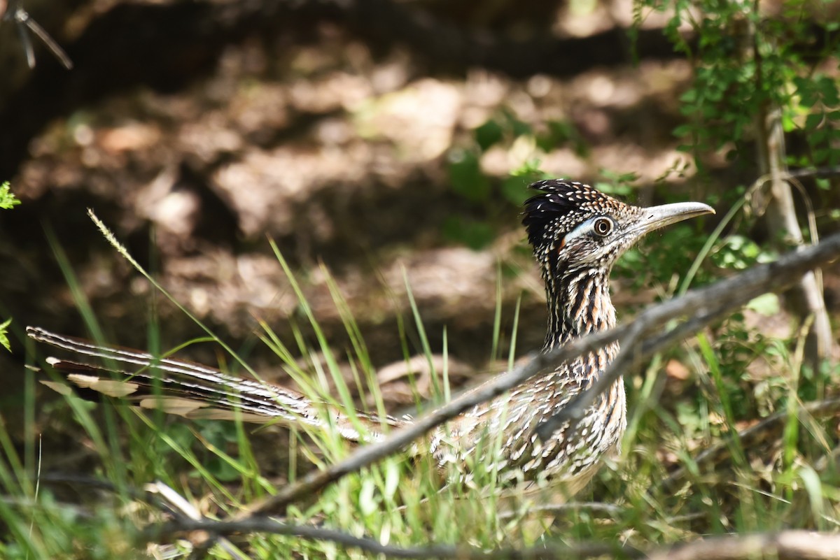 Greater Roadrunner - Bruce Mast