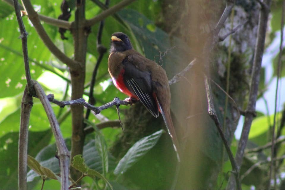 Masked Trogon - ML619647673