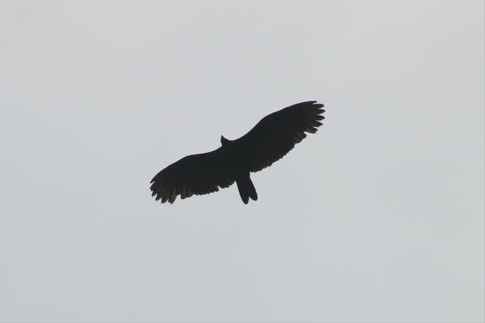 Turkey Vulture - David Weaver
