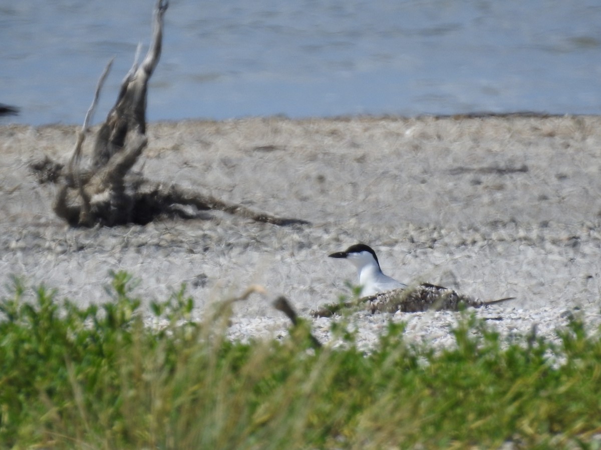 Gull-billed Tern - Nicolás Díaz Pérez