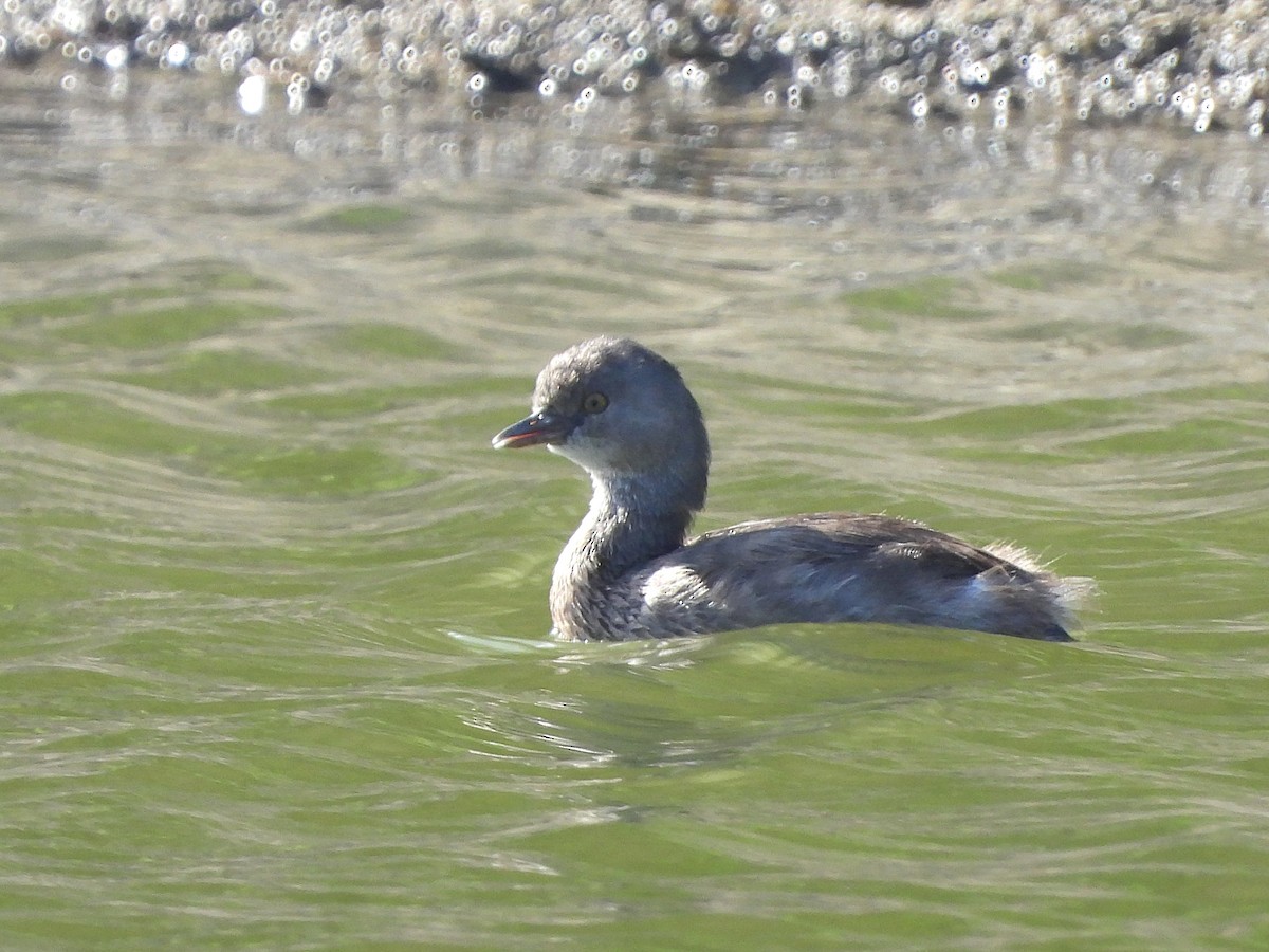 Least Grebe - Glenda Tromp