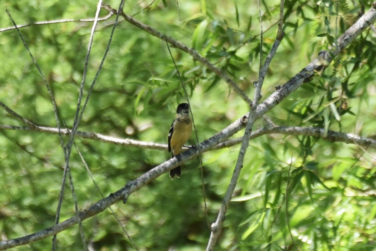 Morelet's Seedeater - Bruce Mast