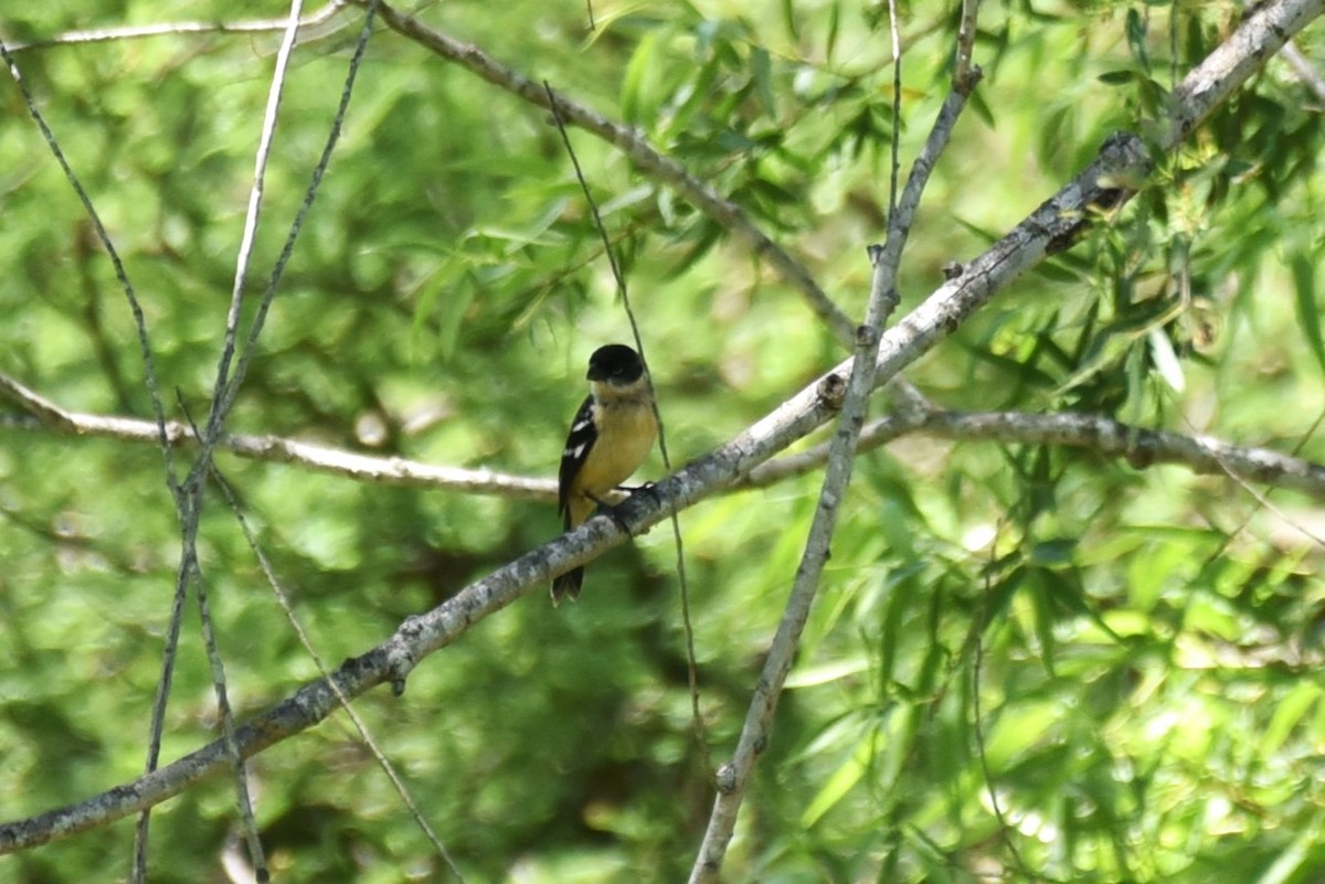 Morelet's Seedeater - Bruce Mast