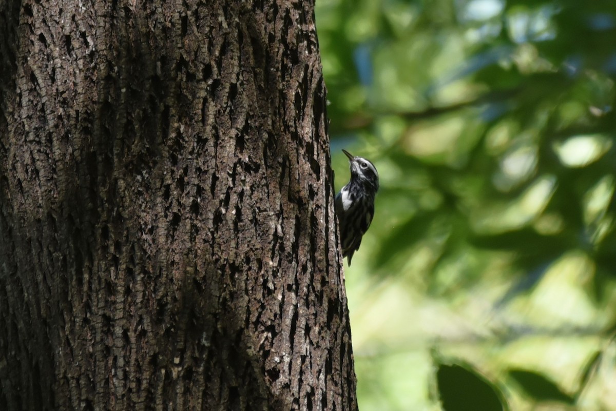 Black-and-white Warbler - Bruce Mast