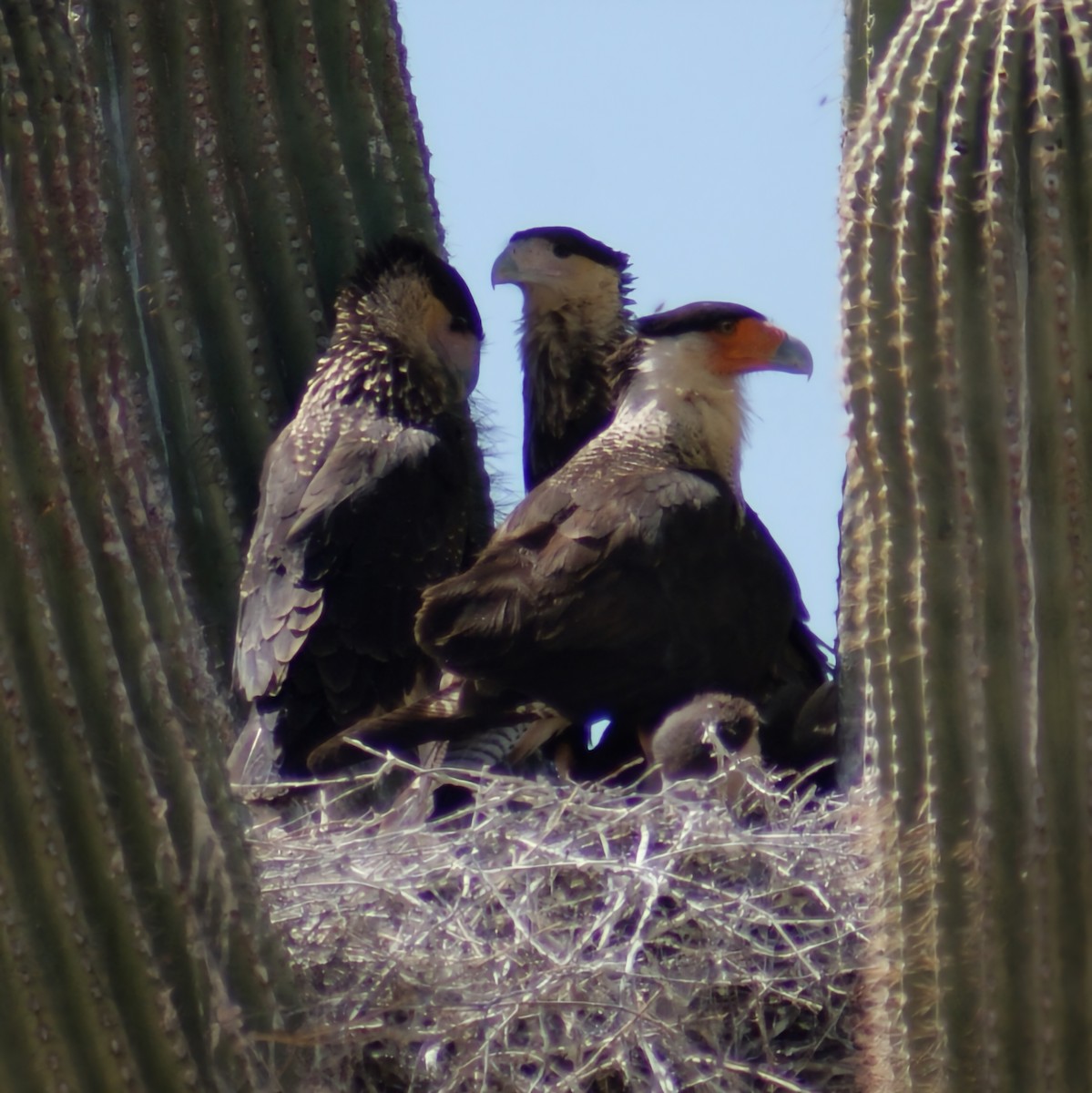 Crested Caracara - Dominic DeLaca-Wauer