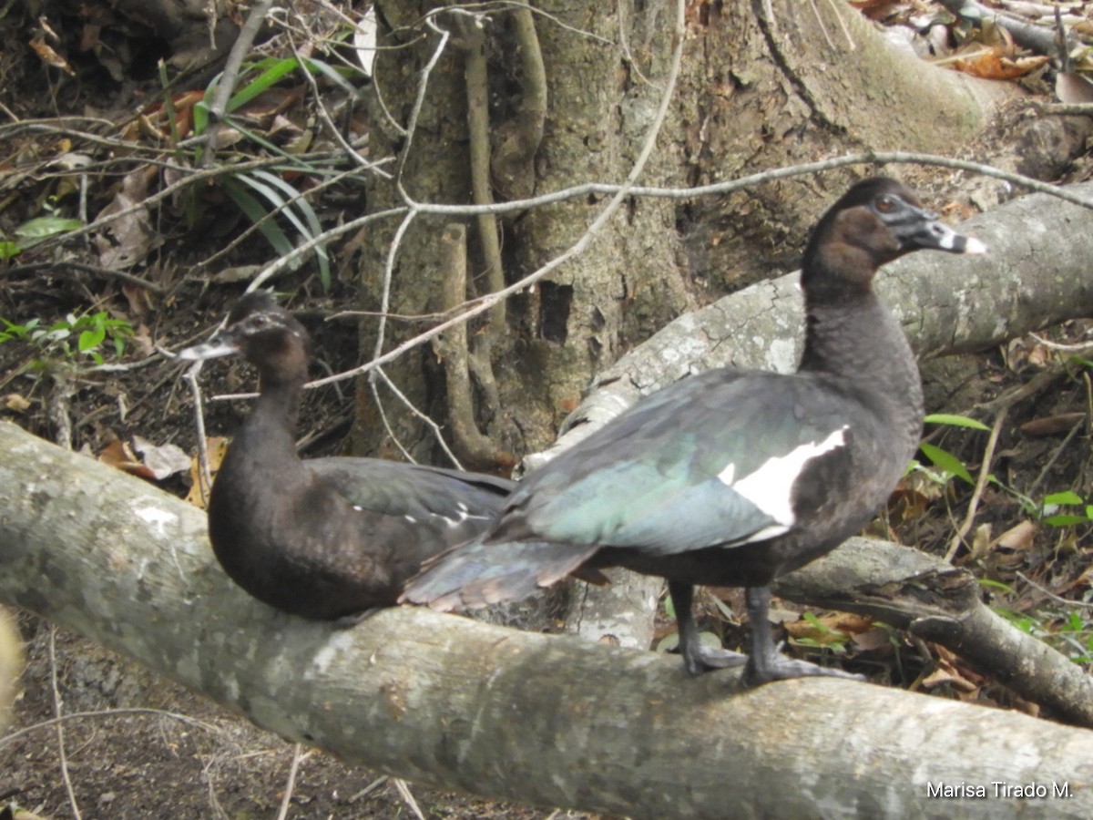 Muscovy Duck - Marisa Tirado