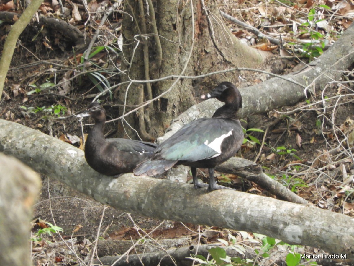 Muscovy Duck - ML619647706