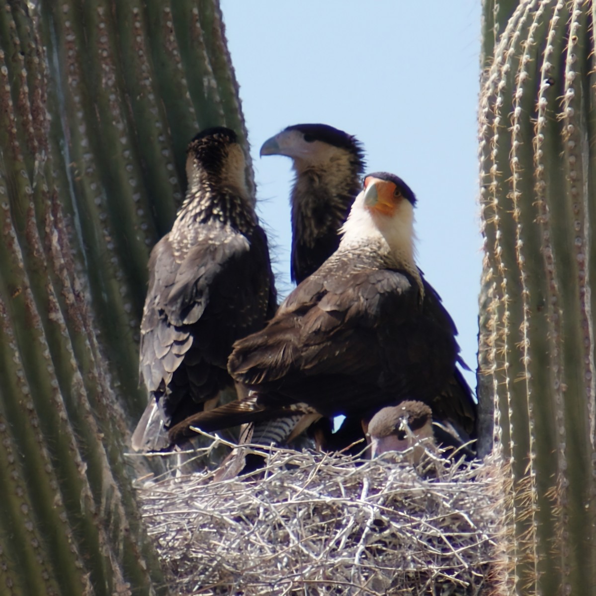 Crested Caracara - Dominic DeLaca-Wauer