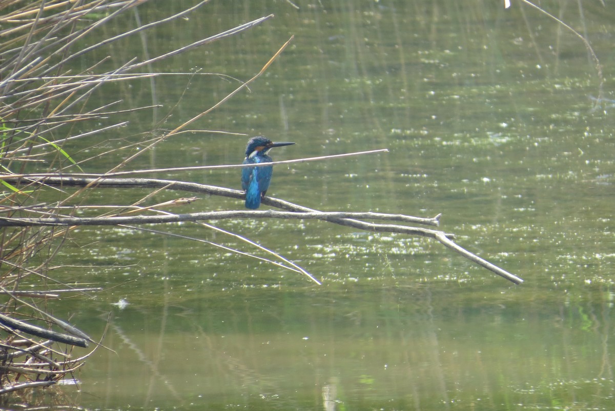 Common Kingfisher - Anonymous