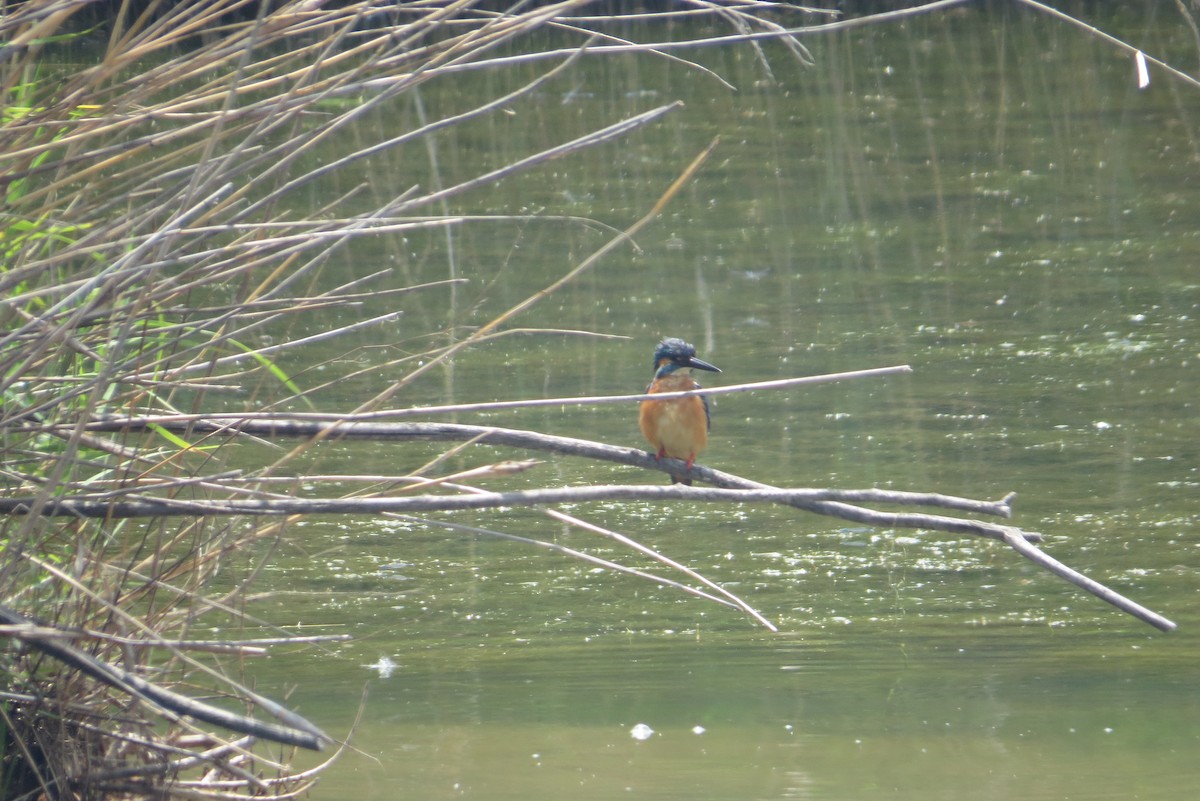 Common Kingfisher - Anonymous