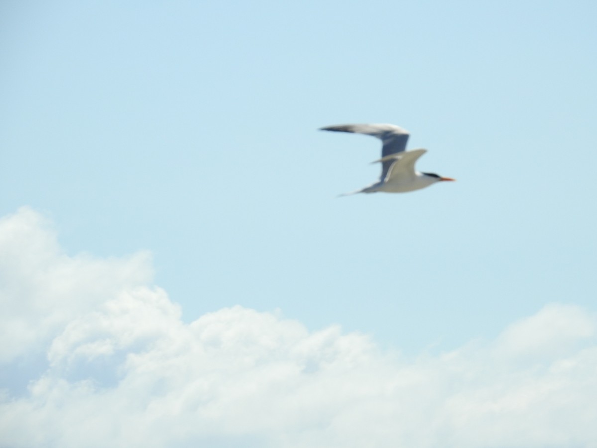 Royal Tern - Nicolás Díaz Pérez