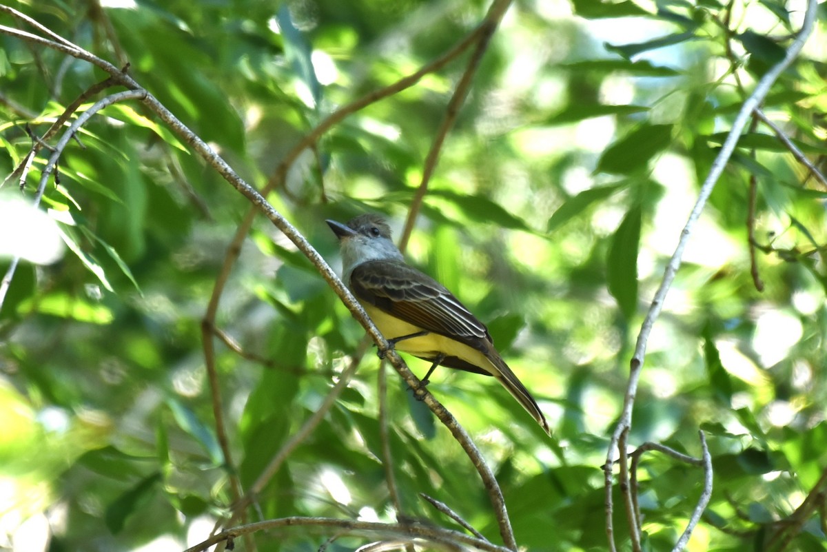 Brown-crested Flycatcher - Bruce Mast