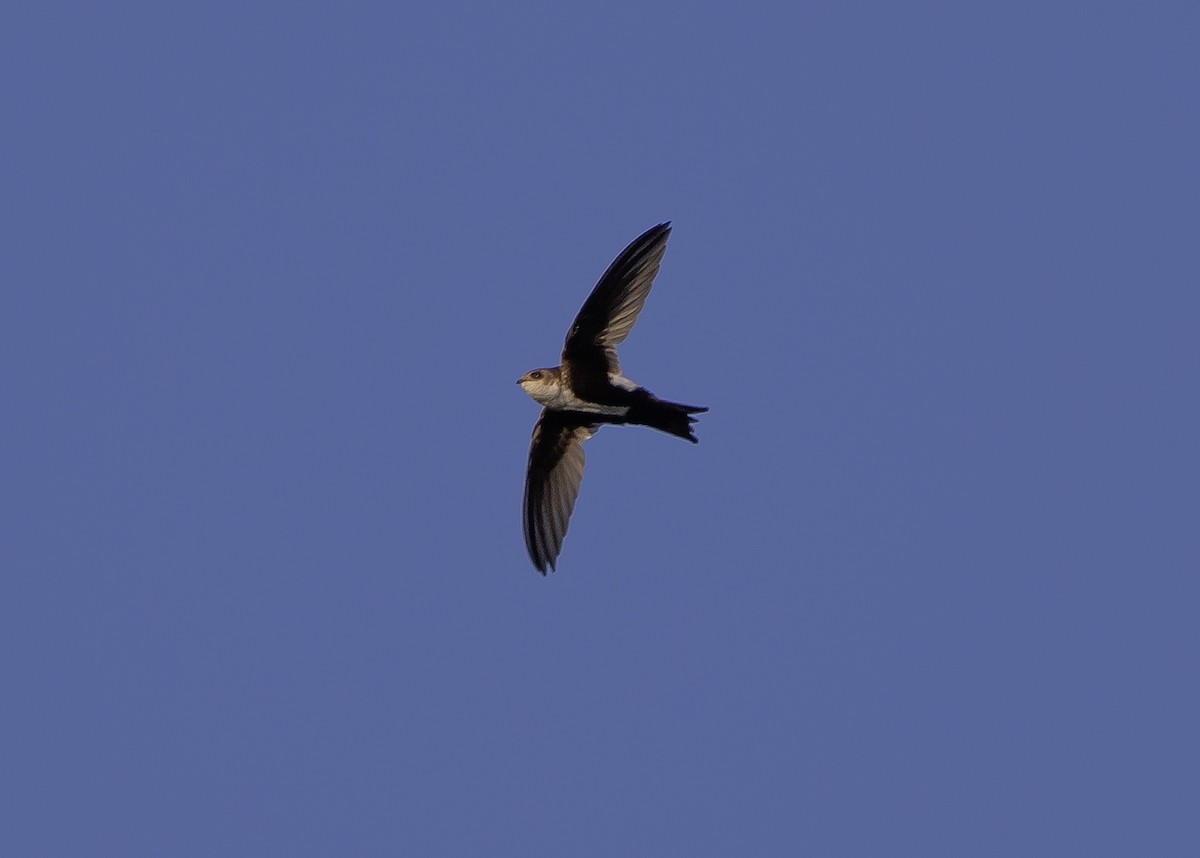 White-throated Swift - ML619647726