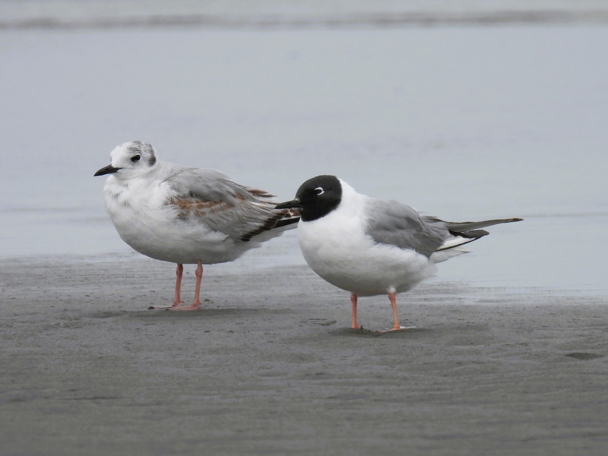 Bonaparte's Gull - Tina Toth