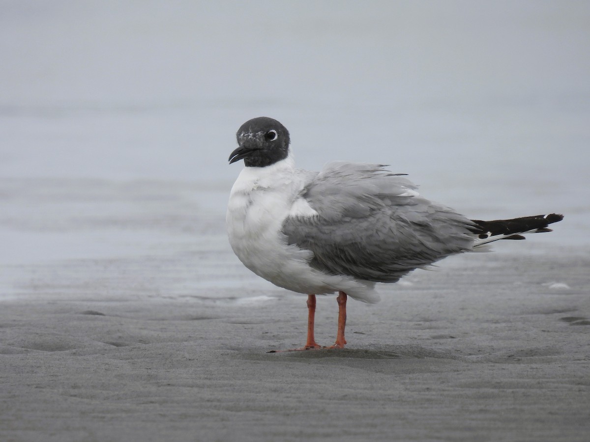 Bonaparte's Gull - Tina Toth