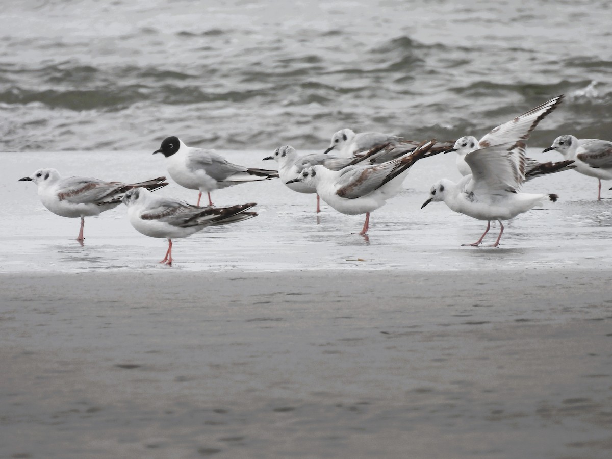 Bonaparte's Gull - Tina Toth