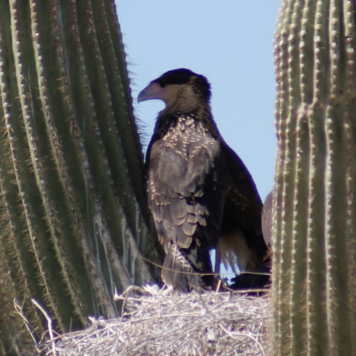 Crested Caracara - Dominic DeLaca-Wauer