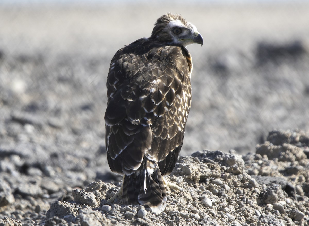 Red-tailed Hawk - ML619647734