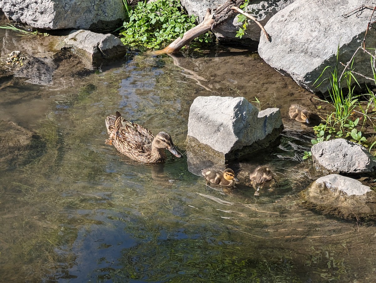 Mallard - Ali Smiles