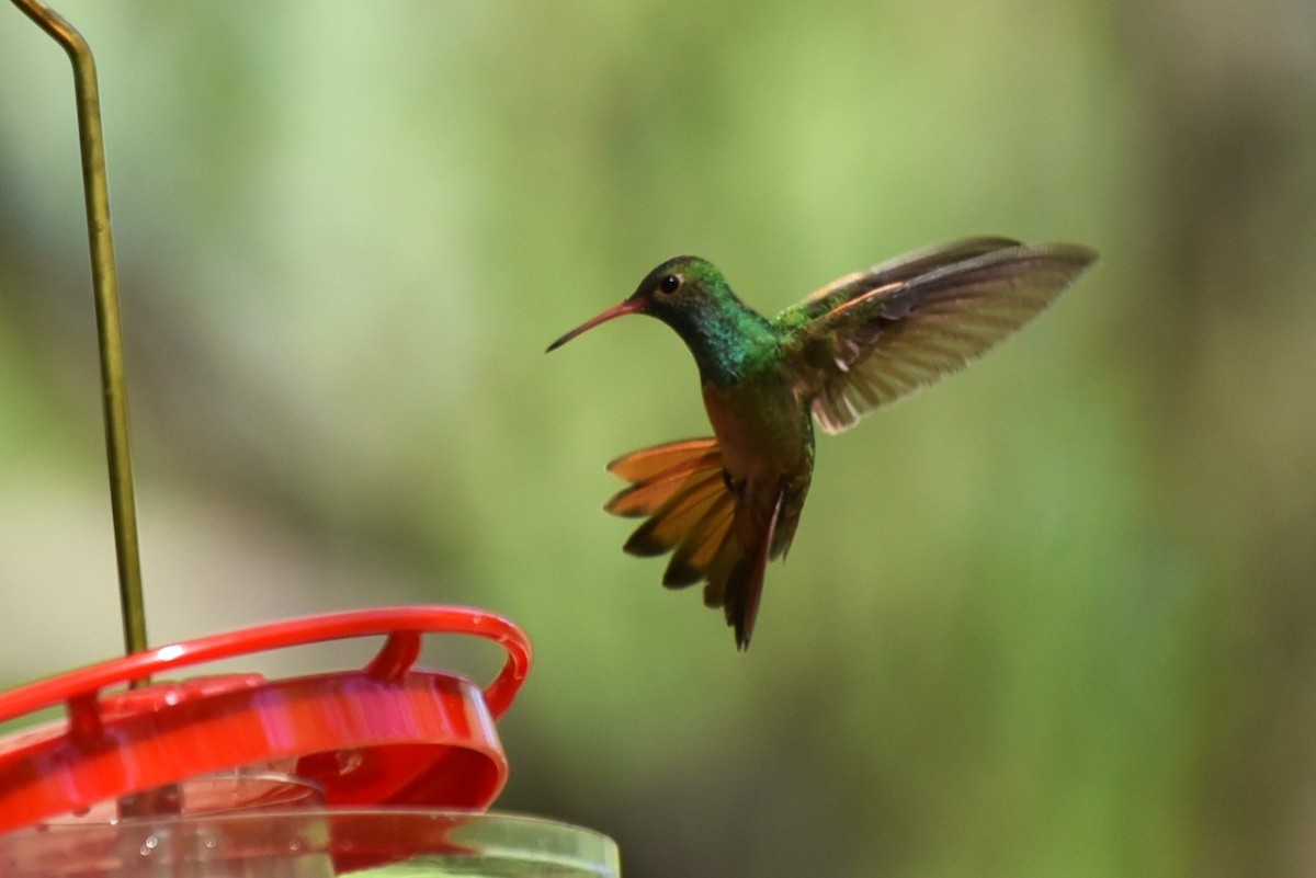 Buff-bellied Hummingbird - Bruce Mast