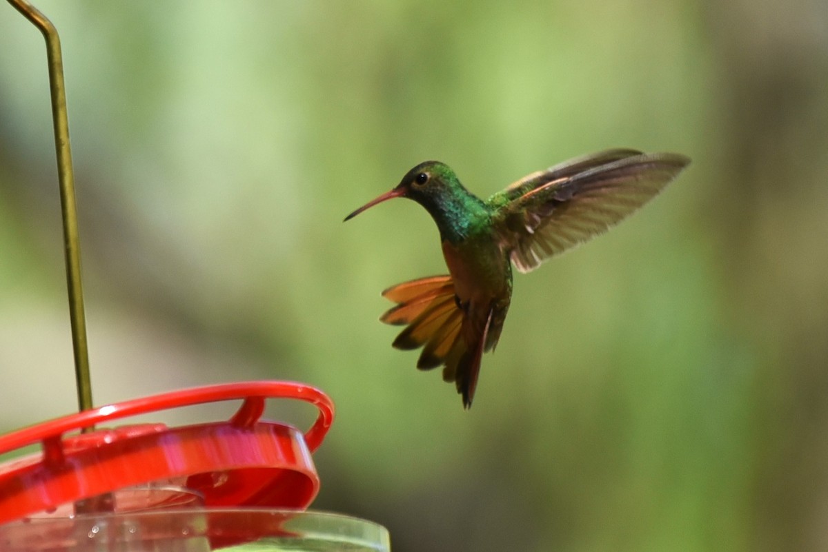 Buff-bellied Hummingbird - ML619647758