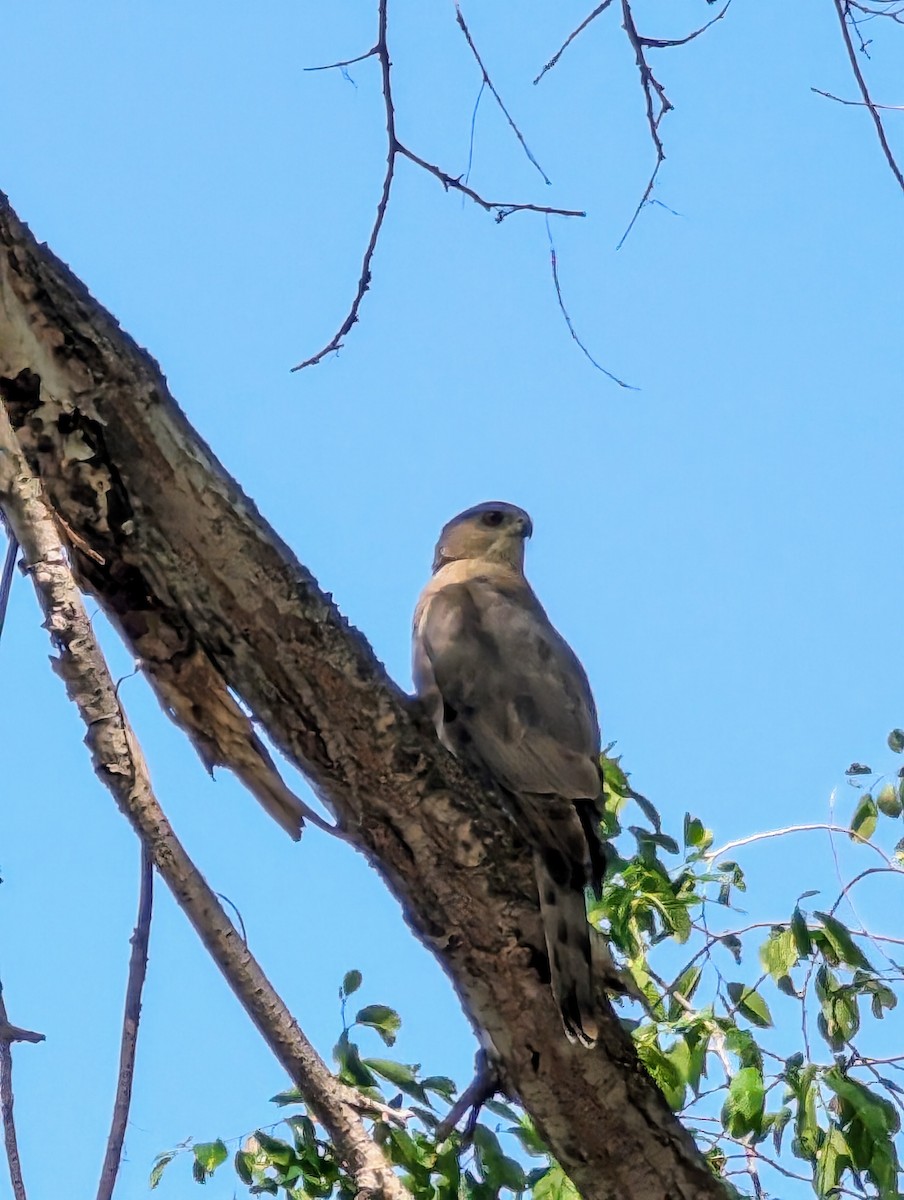 Cooper's Hawk - Ali Smiles