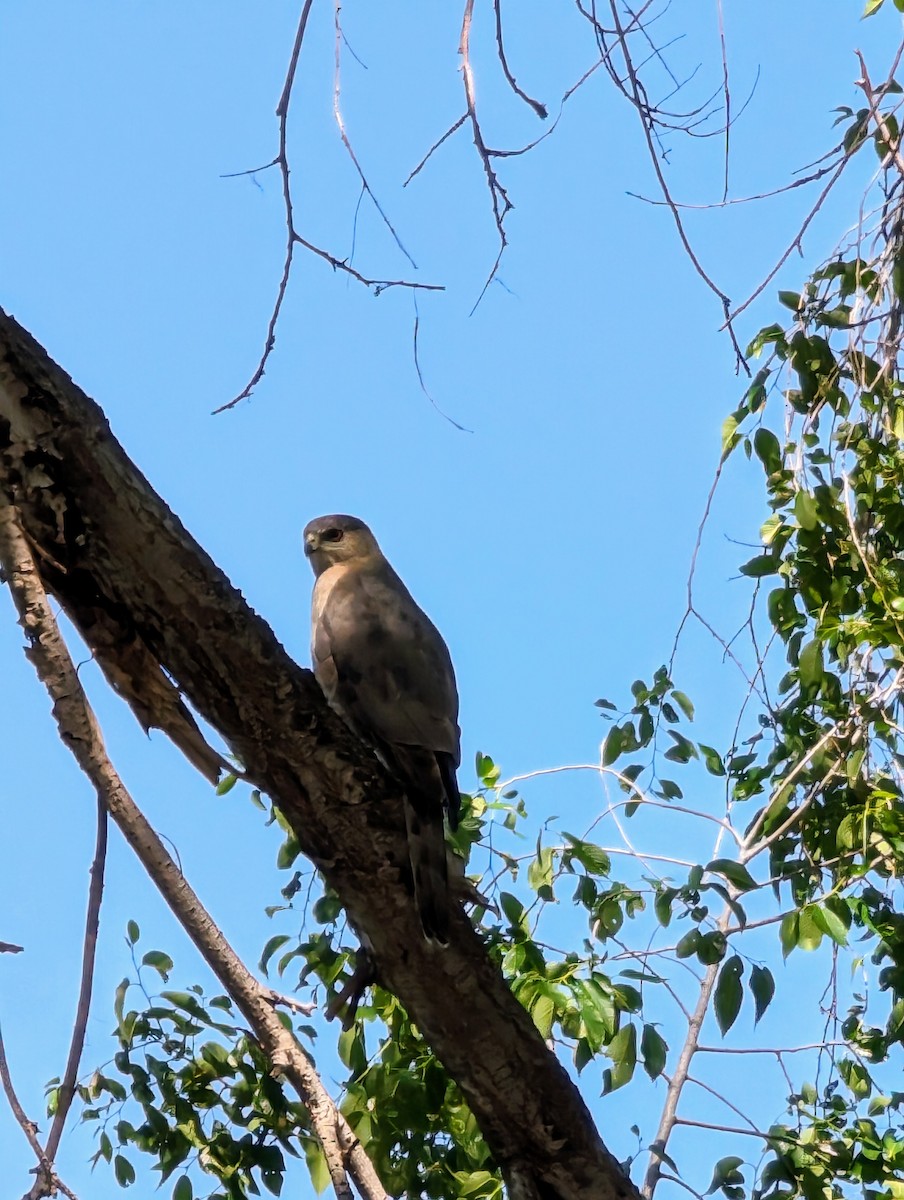 Cooper's Hawk - Ali Smiles