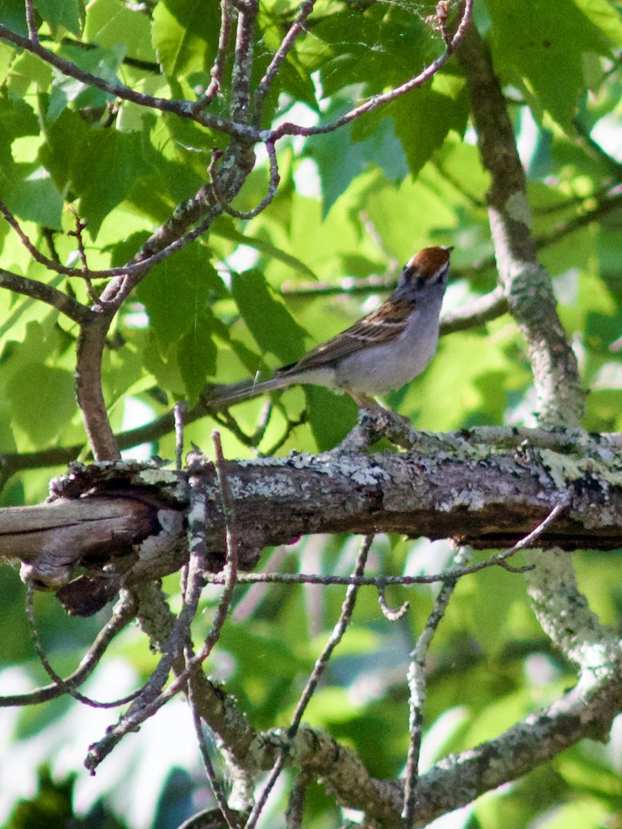 Chipping Sparrow - Sarah R