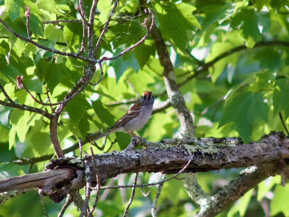 Chipping Sparrow - Sarah R