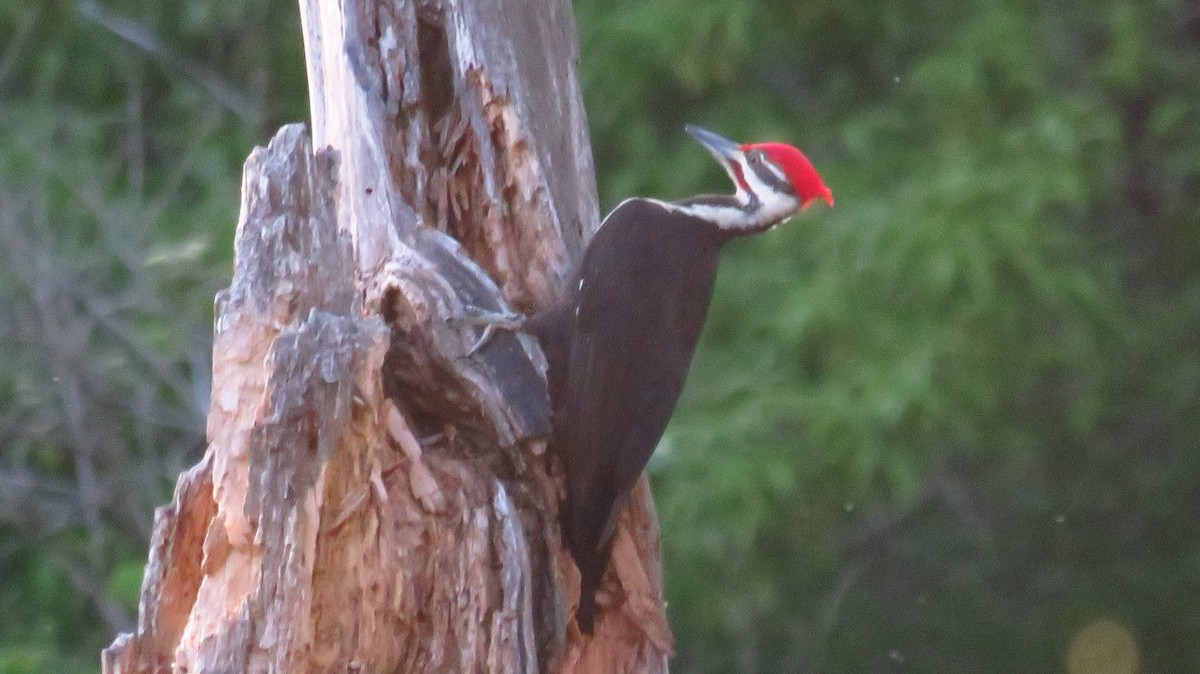 Pileated Woodpecker - Peter Fraser