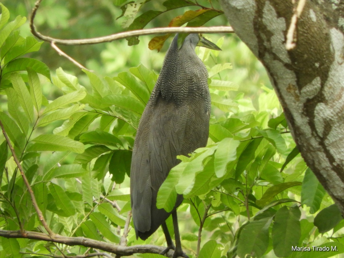 Bare-throated Tiger-Heron - ML619647772