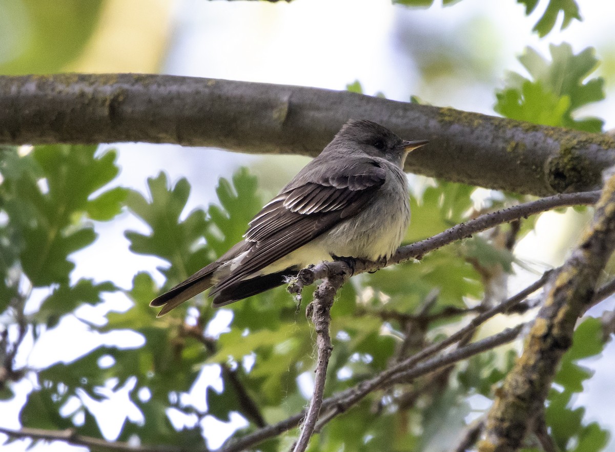 Western Wood-Pewee - Rene Reyes