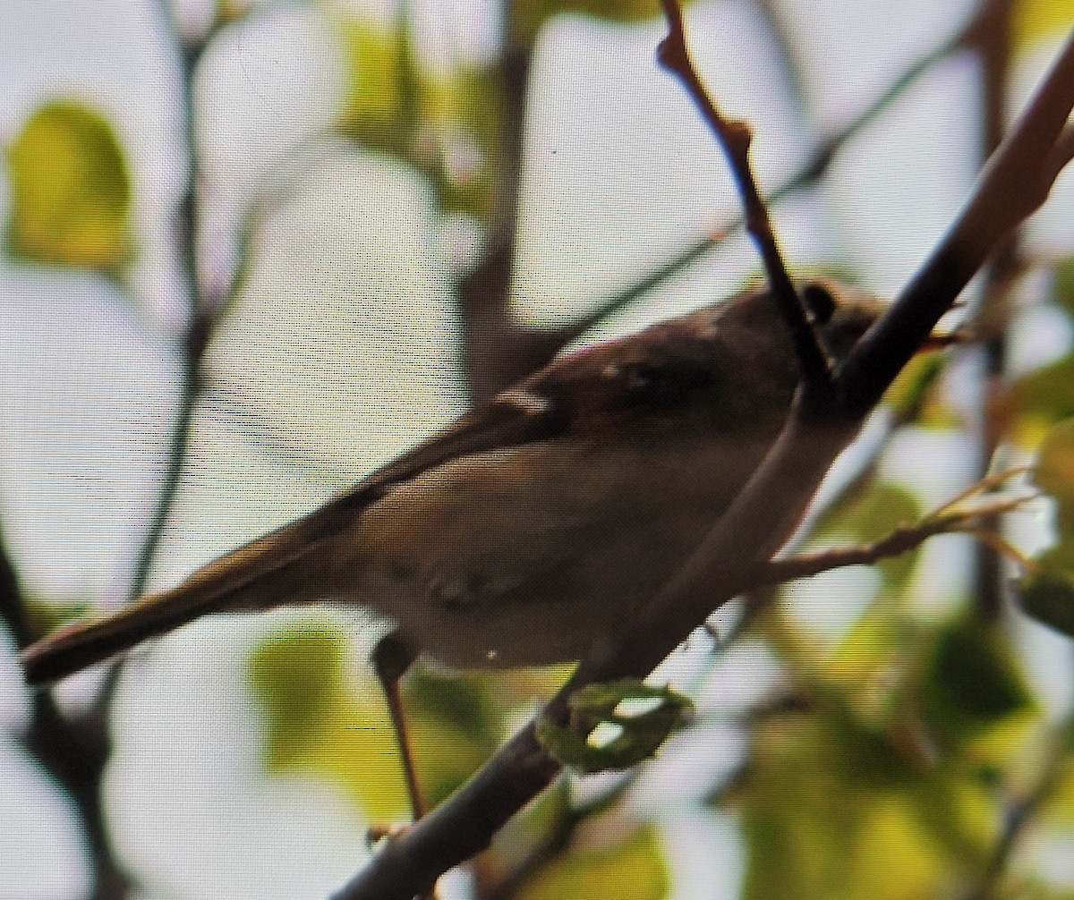 Least Flycatcher - Jennyfer Bezeau