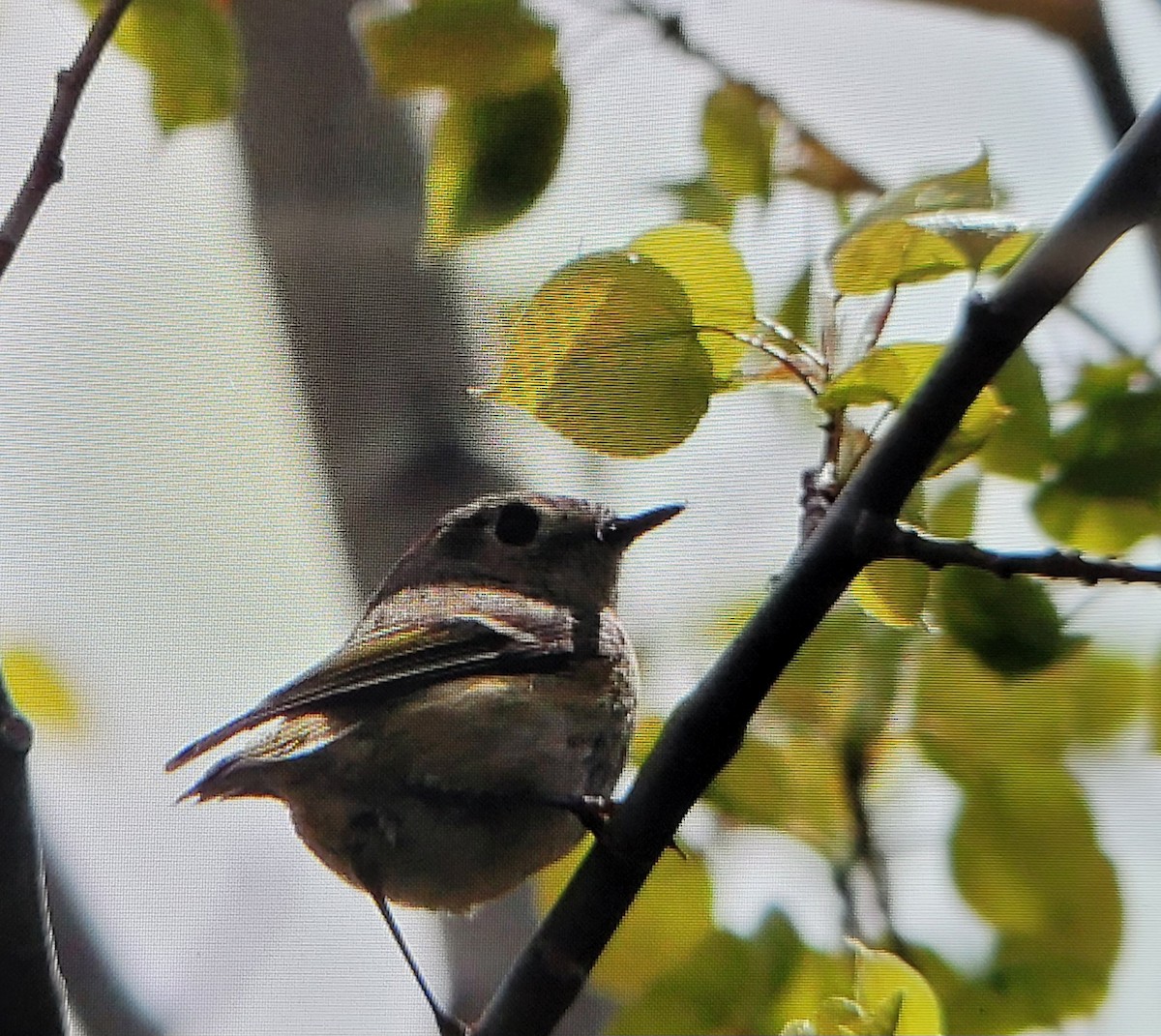 Least Flycatcher - Jennyfer Bezeau