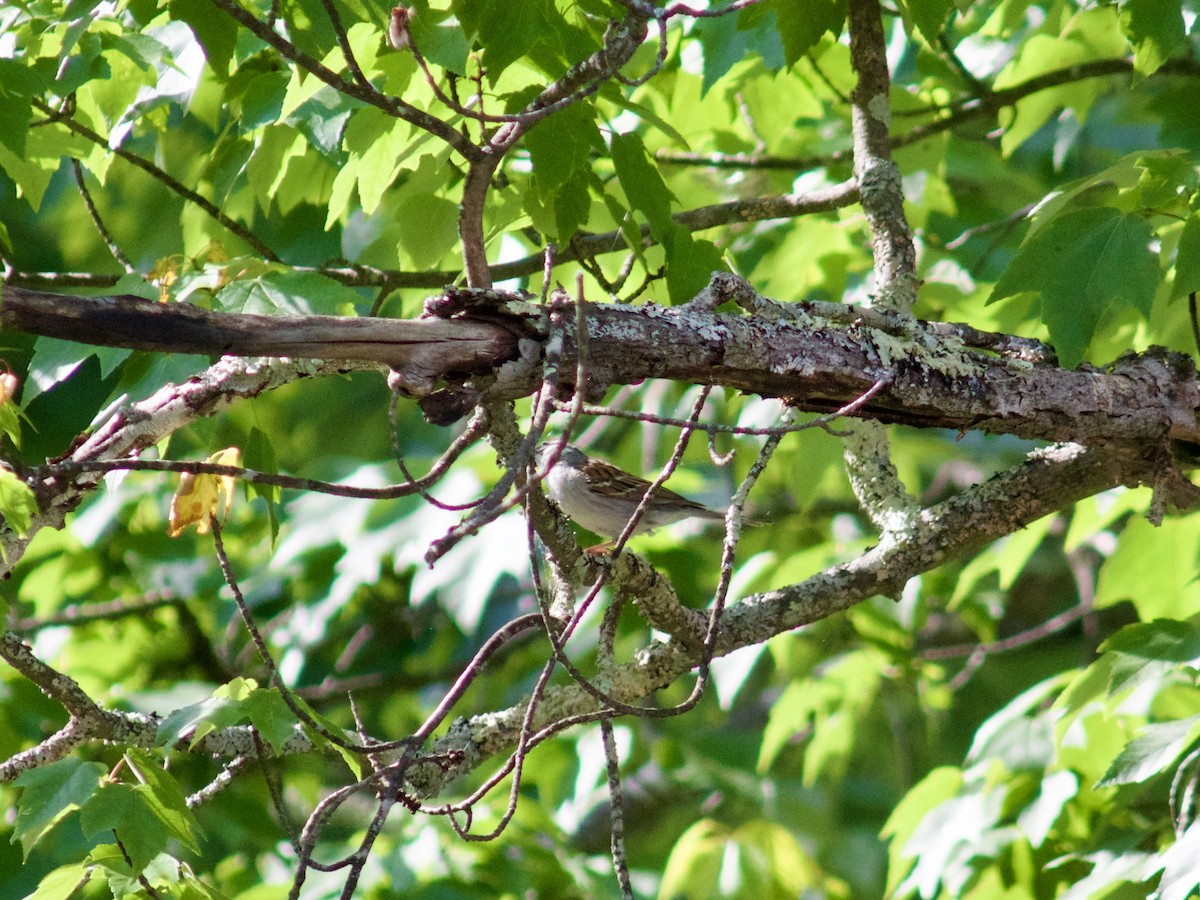 Chipping Sparrow - Sarah R