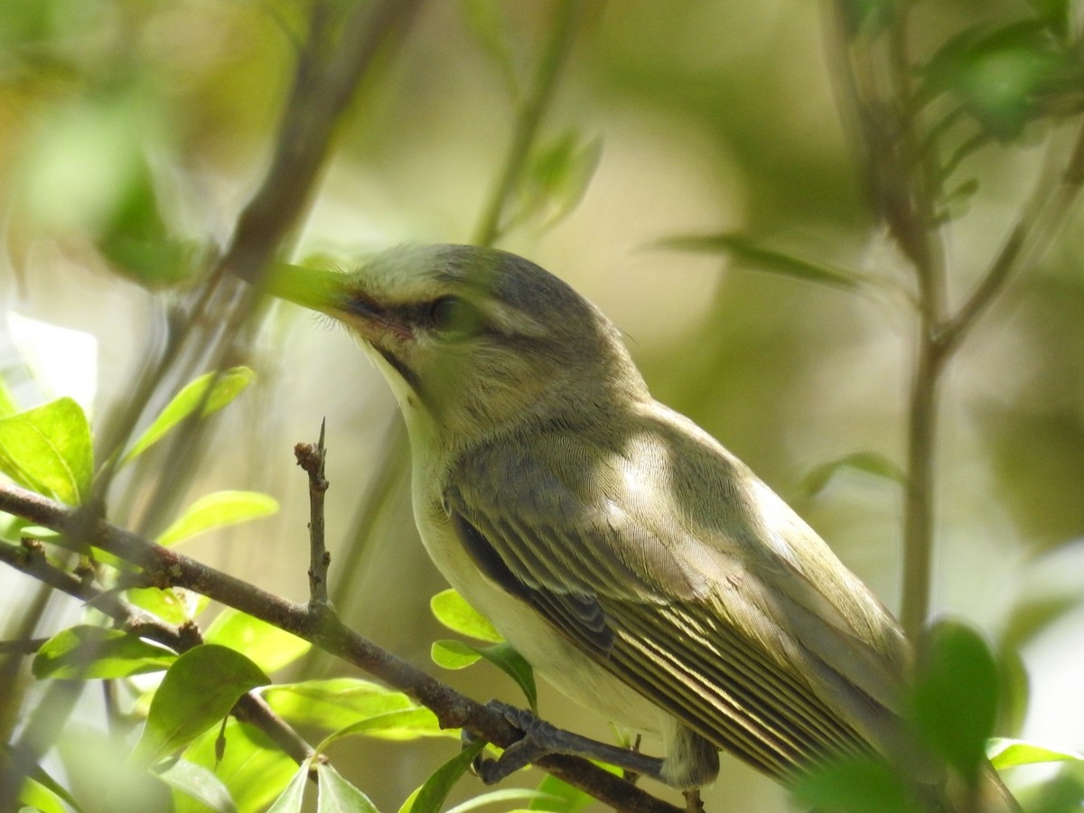 Black-whiskered Vireo - Nicolás Díaz Pérez