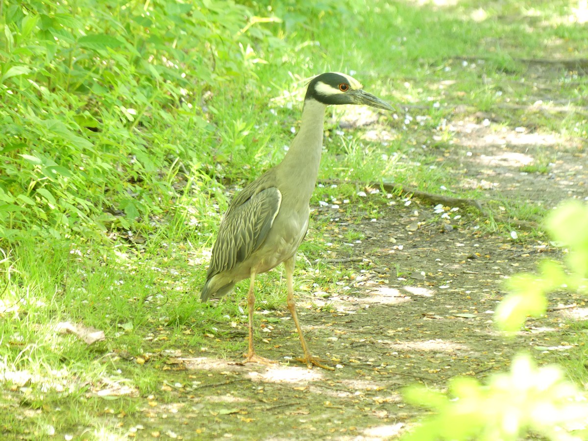 Yellow-crowned Night Heron - Jim Guion