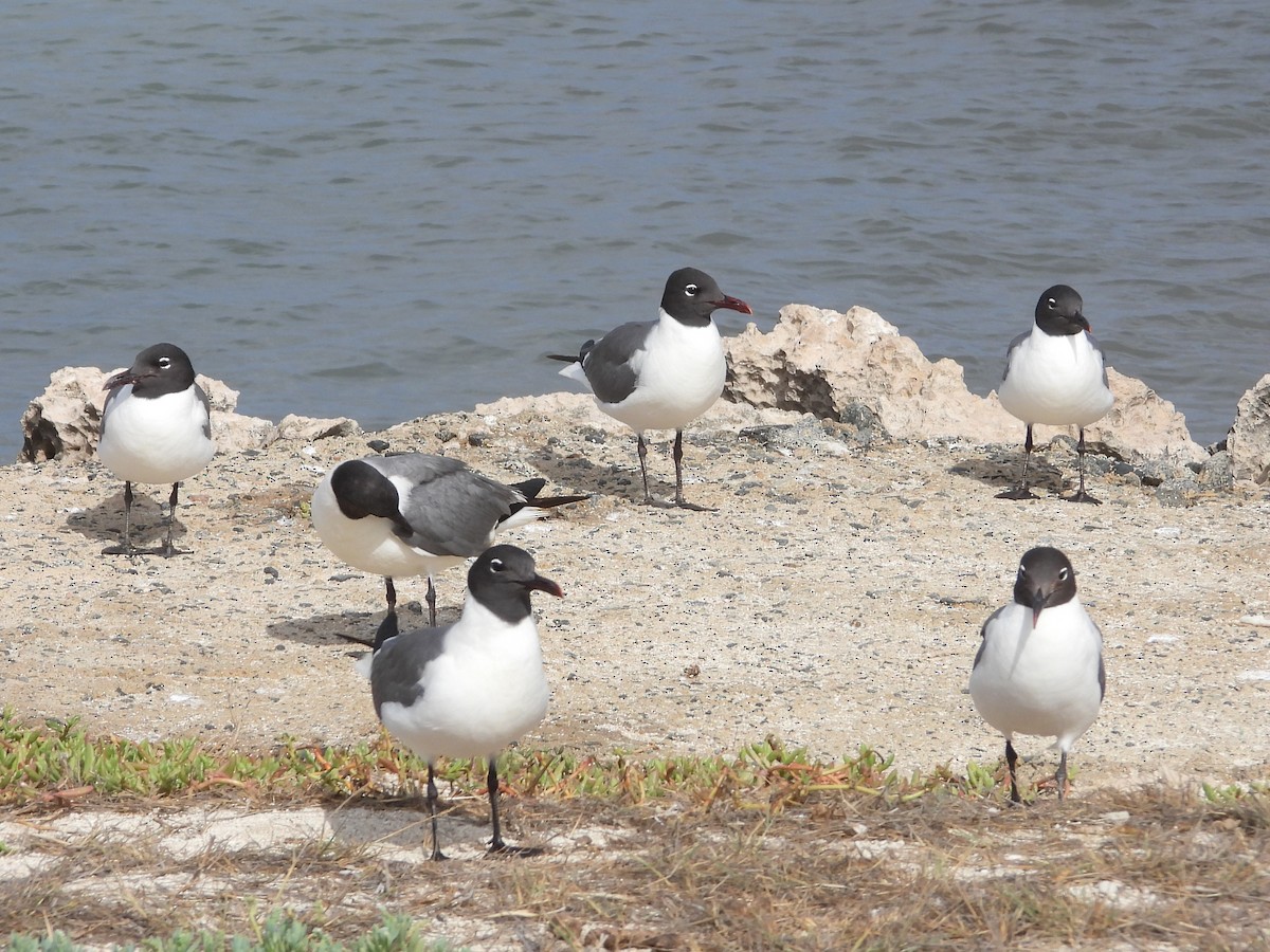 Laughing Gull - Glenda Tromp