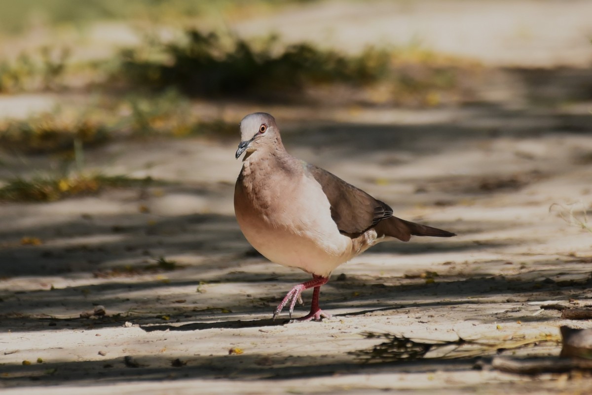 White-tipped Dove - Bruce Mast