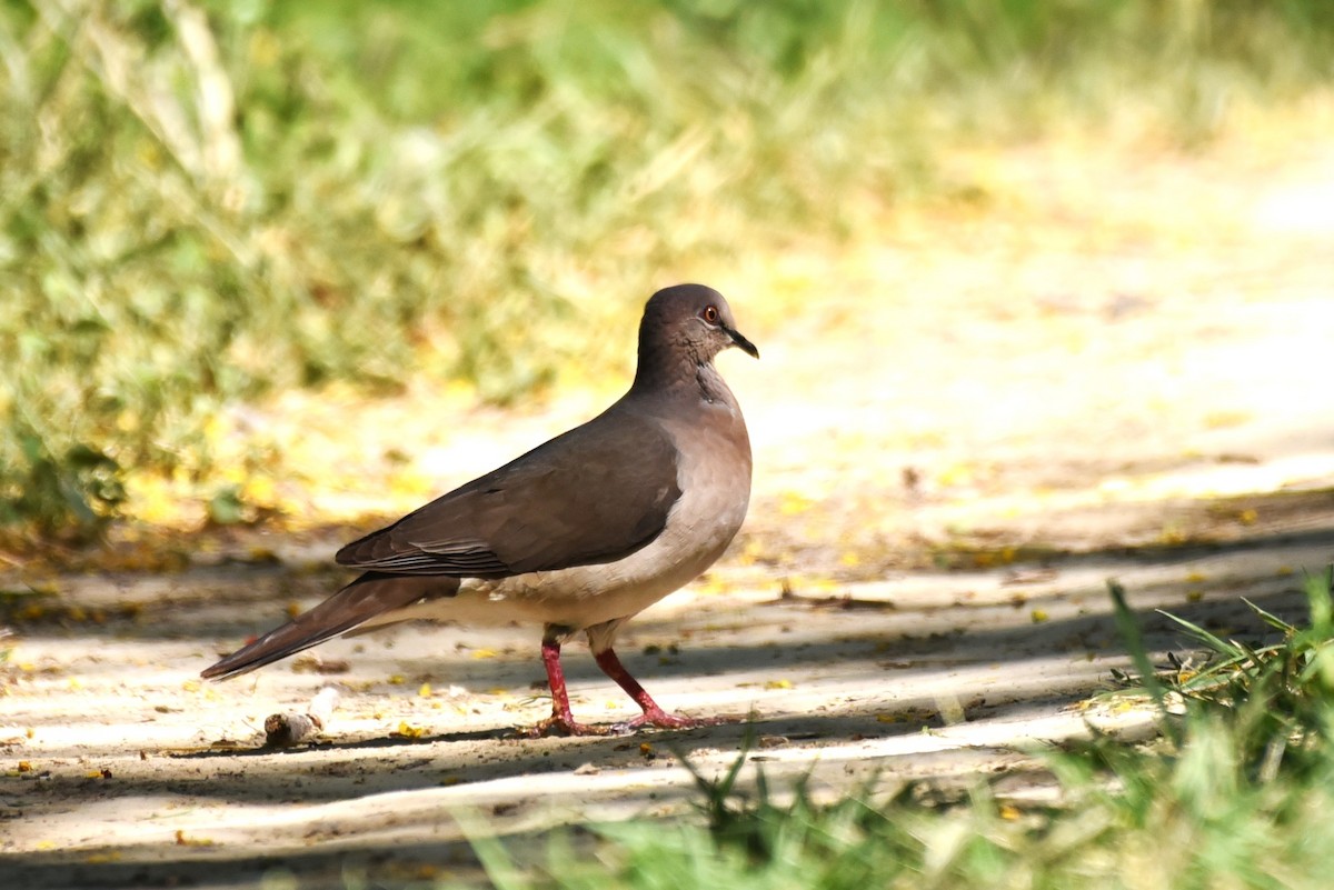 White-tipped Dove - Bruce Mast