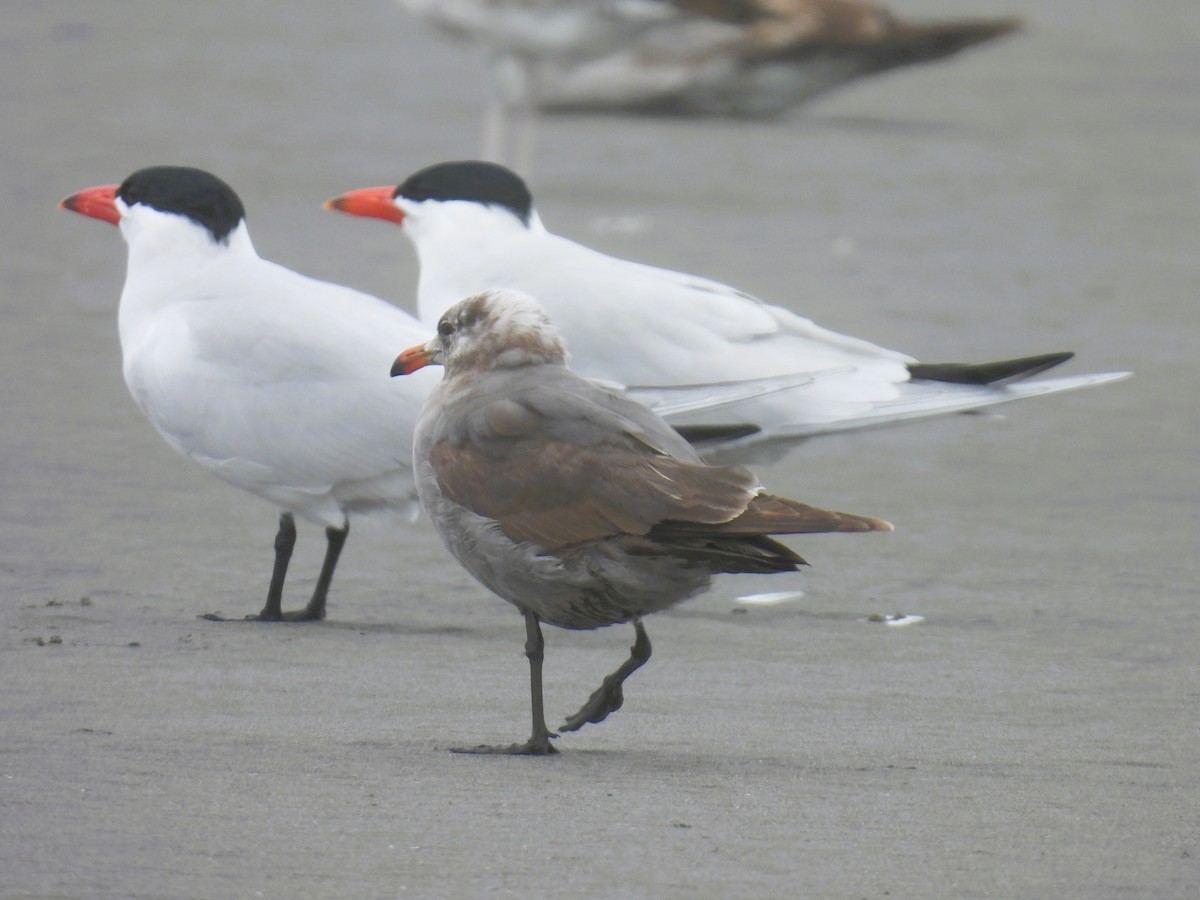 Heermann's Gull - Tina Toth