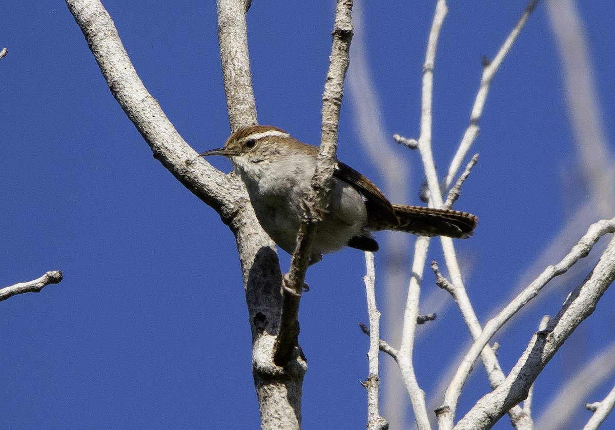 Bewick's Wren - ML619647800