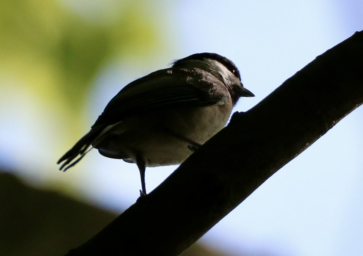 Carolina Chickadee - Carla Morris