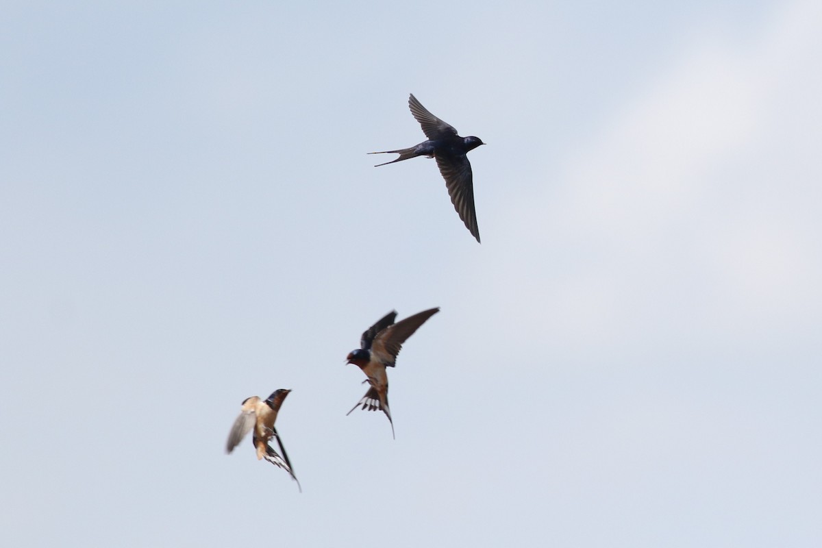 Barn Swallow - Lily Morello