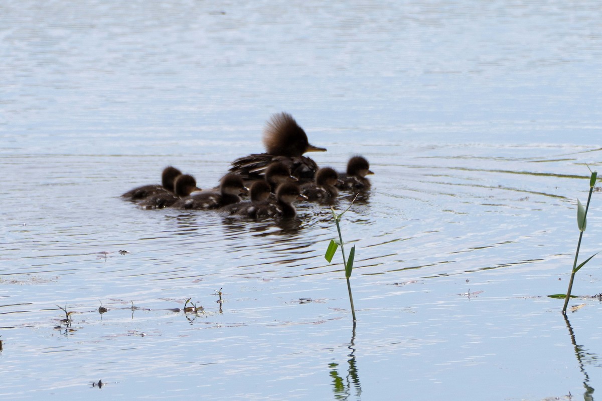 Hooded Merganser - ML619647810